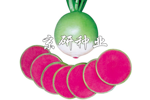 改良滿(mǎn)堂紅